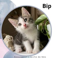Bip, chat à adopter