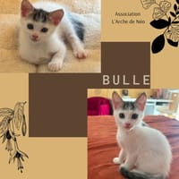 Bulle, chatte à adopter