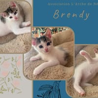 Brendy, chat à adopter