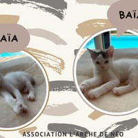 Baia, chatte à adopter