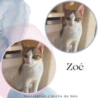 Zoé, chatte à adopter