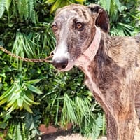 BARBIE, chienne à adopter
