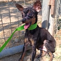 PAQUITO, chien à adopter