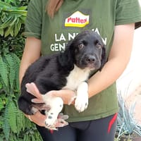 DONUT, chien à adopter