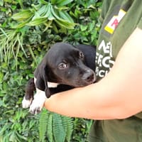 RIGER, chien à adopter