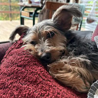 Perla, chienne à adopter