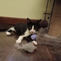 Eliot, chat à adopter