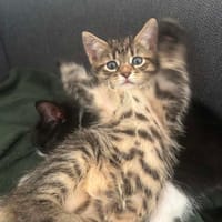 Alexandre, chat à adopter