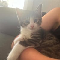 Tim, chat à adopter