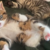 Bicyclette, chatte à adopter