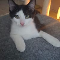 Ignace et Momo, chat à adopter