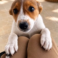 TOUPIE, chienne à adopter