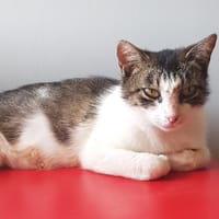 Mila, chatte à adopter