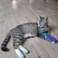 Mimi, chatte à adopter