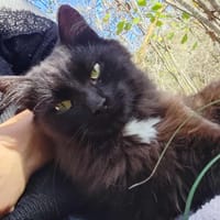 Zouby, chat à adopter