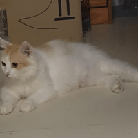 Hope, chatte à adopter
