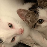 Bart et Boop, chat à adopter