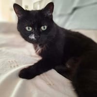 Luna, chatte à adopter