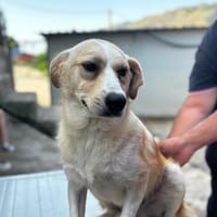 Jack, Hund zur Adoption