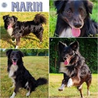 MARIN ° freundlicher, verschmuster kleiner Geselle, Hund zur Adoption