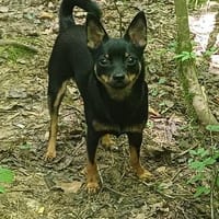Luna sucht ihr Glück - vieleicht bei dir, Hündin zur Adoption