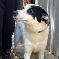 Alex, Hund zur Adoption