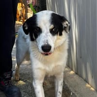 Alex, Hund zur Adoption
