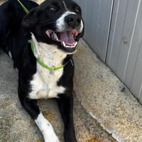 Francesca, Hündin zur Adoption