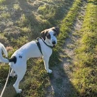 Henry, junger Pointer Mix, Hund zur Adoption