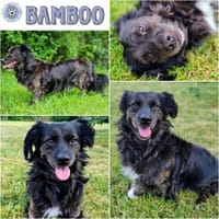 BAMBOO ° freundlicher, menschenbezogener kleiner Charmeur, Hund zur Adoption