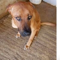 Sole, Hund zur Adoption