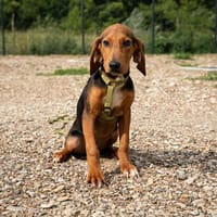 Tajno unser kleiner Chameur..., Hund zur Adoption
