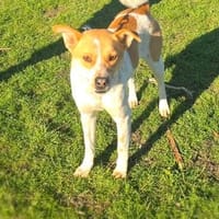 Ginger ein lieber Familienhund, Hund zur Adoption
