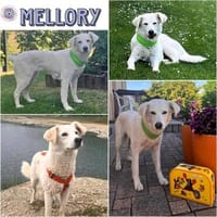 MELLORY ° Hündin mit sanftem Wesen sucht ihre Familie, Hündin zur Adoption