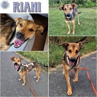 RIANI ° zart gebauter Hundejunge, Hund zur Adoption