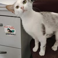 Süße Katze Alma, Katze zur Adoption