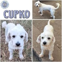 CUPKO ° lieb, ruhig und genügsam, Hund zur Adoption