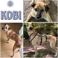 KOBI ° ruhiger Entdecker mit Lust auf sein neues Leben, Hund zur Adoption