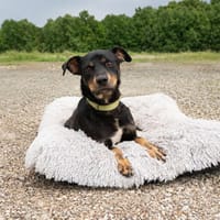 Pino möchte sein Herz verschenken..., Hund zur Adoption