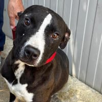 Scooby, Hund zur Adoption