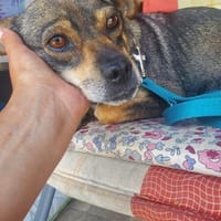 Hanna, kleine Pinscher Mischlingshündin, Hündin zur Adoption