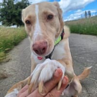 Feinfühliger CREAM in 55483 Unzenberg, Hund zur Adoption