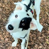 Rüde Oreo  sozial, feinfühlig,neugierig und diesmal für imm, Hund zur Adoption