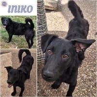 INIKO ° ruhige junge Hündin, Hündin zur Adoption