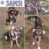 SAMSI ° freundlich, fröhlich und zugewandt, Hund zur Adoption