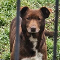 Dagna, kleine Hündin mit großer Sehnsucht, Hündin zur Adoption