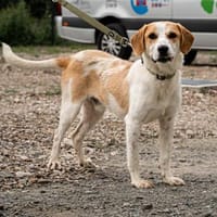 Tucker sucht seine Familie für immer ..., Hund zur Adoption