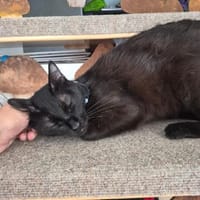 Schmusiger MOZAMBIQUE sucht Zuhause!, Kater zur Adoption
