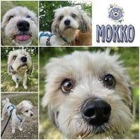 MOKKO * feines kleines Kerlchen, Hund zur Adoption