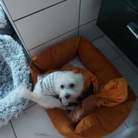 Csini, ruhige Malteser Hündin gen. 08/2015, Hündin zur Adoption